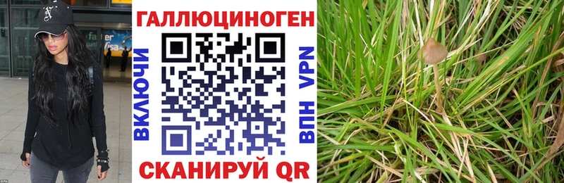 Псилоцибиновые грибы Psilocybe  Апатиты 